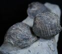 Pseudoatrypa Brachiopods from Windom Shale, NY #1898-2